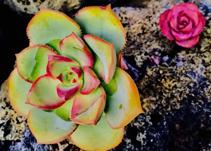 Valentina *