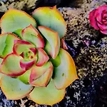 Valentina *